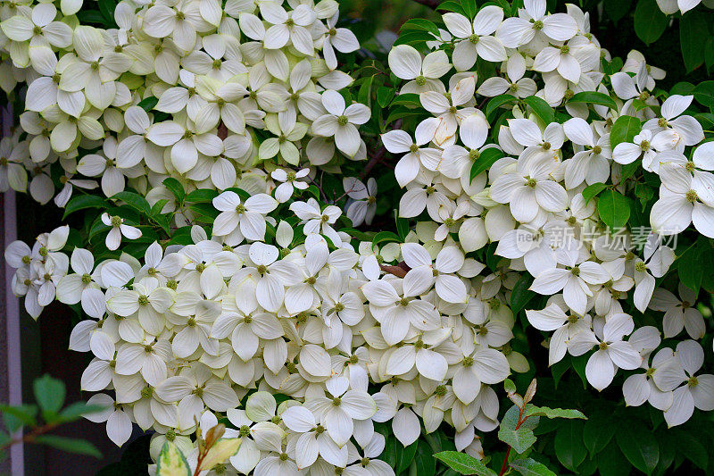 山茱萸/日本山茱萸:美丽的开花植物